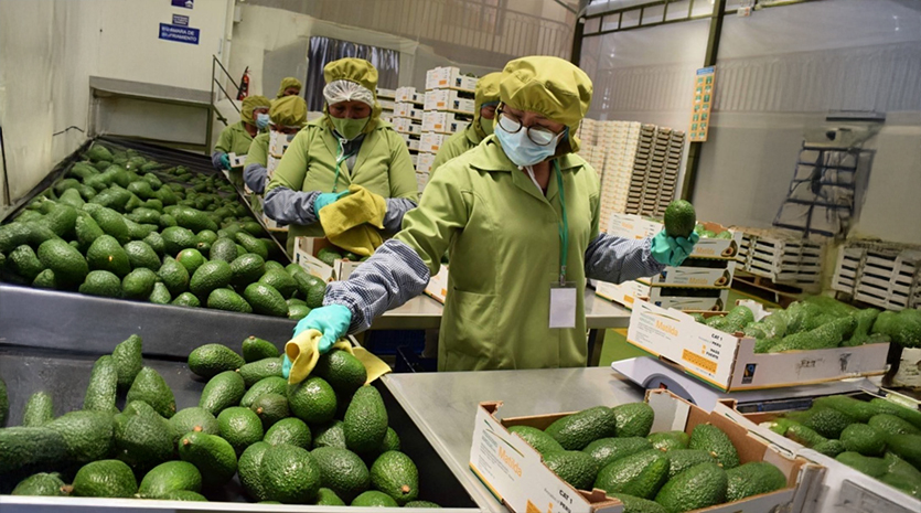 Palta Hass gana terreno en mercados internacionales